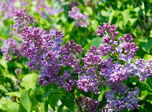 1704806 (a): :2560x1886